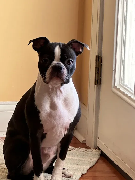 Bells Animal Clinic Picture 6