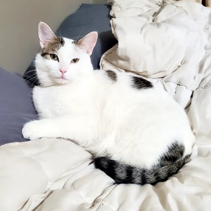 Bells Animal Clinic Picture 3