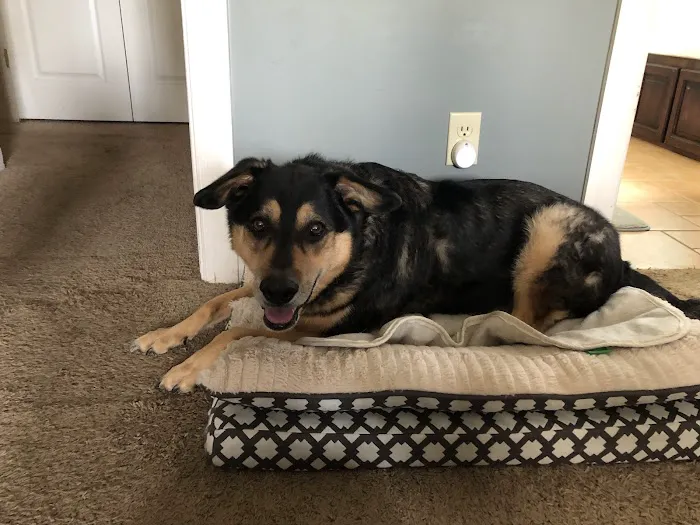 Bells Animal Clinic Picture 4