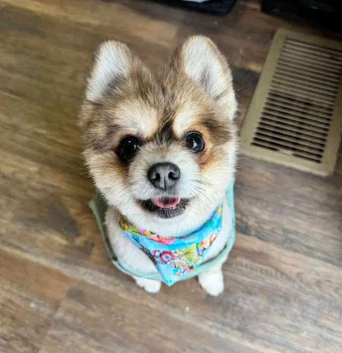 Bells Animal Clinic Picture 9