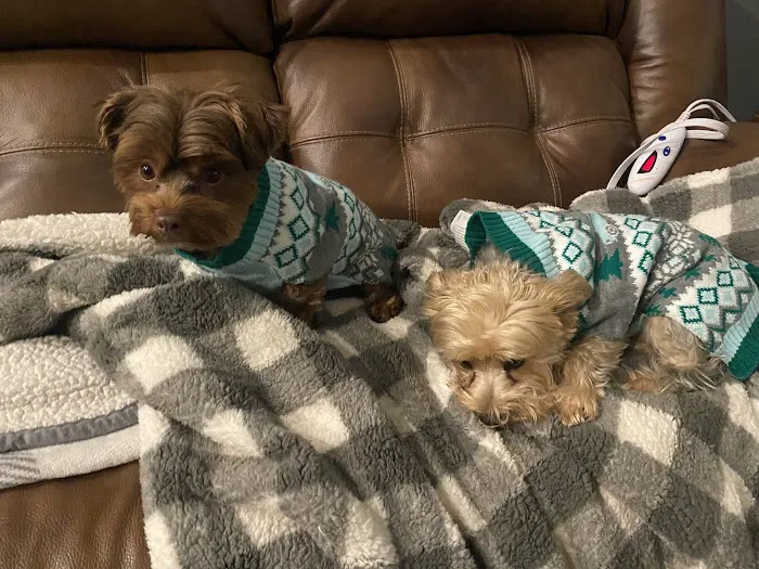 Bells Animal Clinic Picture 7