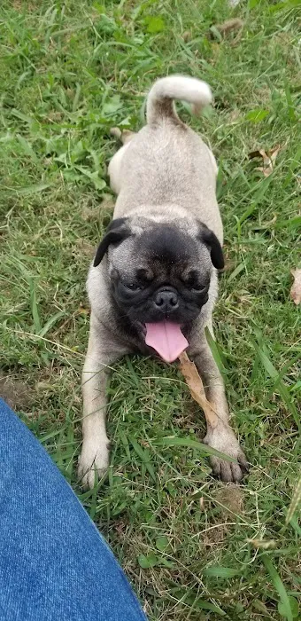 Bells Animal Clinic Picture 8