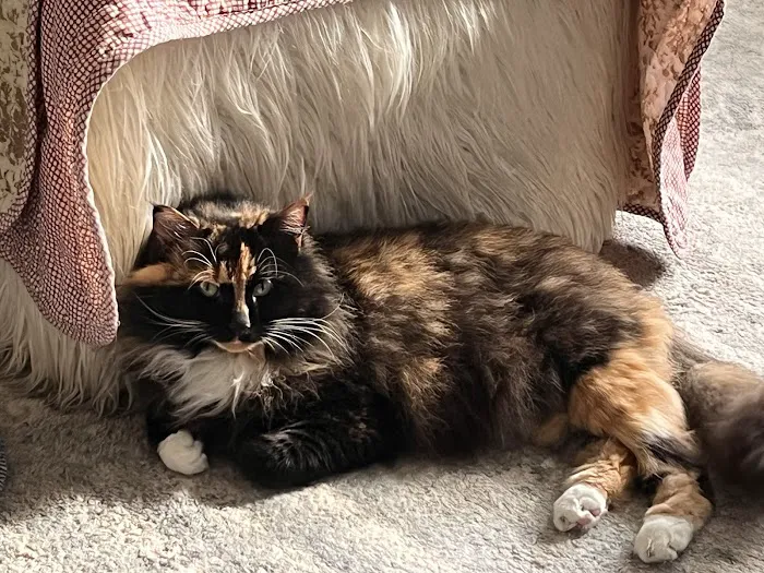 Bells Animal Clinic Picture 10