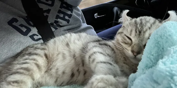 Smokey Mountain Highlander kittens Picture 1