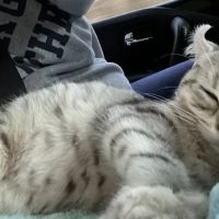 Smokey Mountain Highlander kittens ico