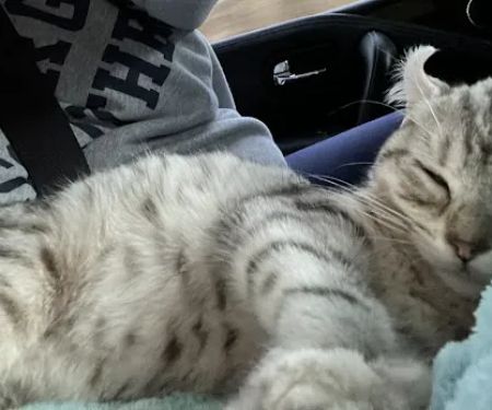 Smokey Mountain Highlander kittens