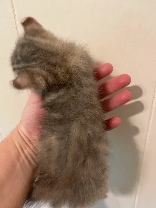 Smokey Mountain Highlander kittens Picture 3