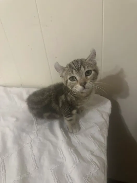 Smokey Mountain Highlander kittens Picture 2