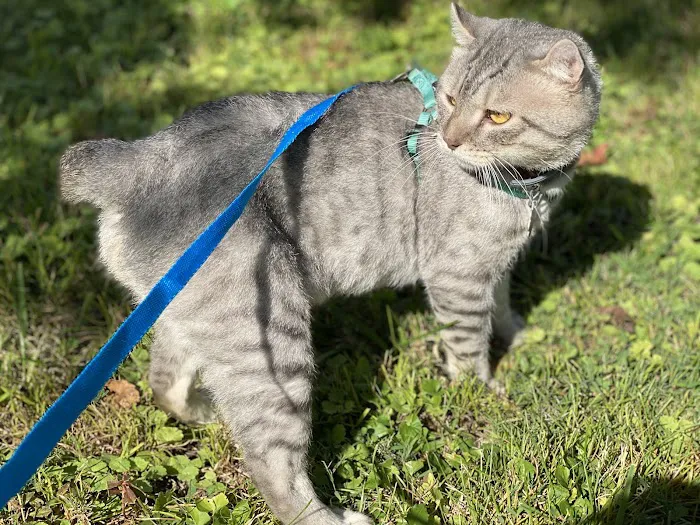 Smokey Mountain Highlander kittens Picture 6