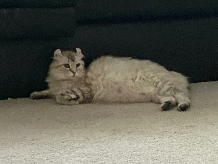 Smokey Mountain Highlander kittens Picture 7