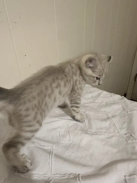 Smokey Mountain Highlander kittens Picture 5