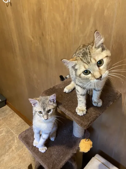 Smokey Mountain Highlander kittens Picture 9