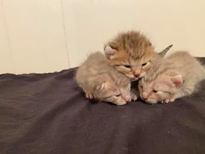 Smokey Mountain Highlander kittens Picture 4