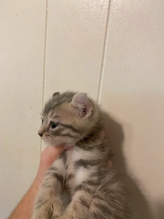 Smokey Mountain Highlander kittens Picture 8