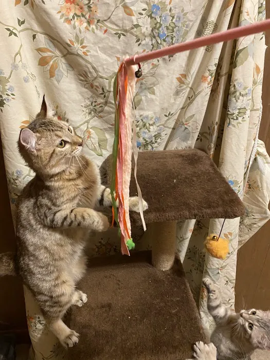 Smokey Mountain Highlander kittens Picture 10