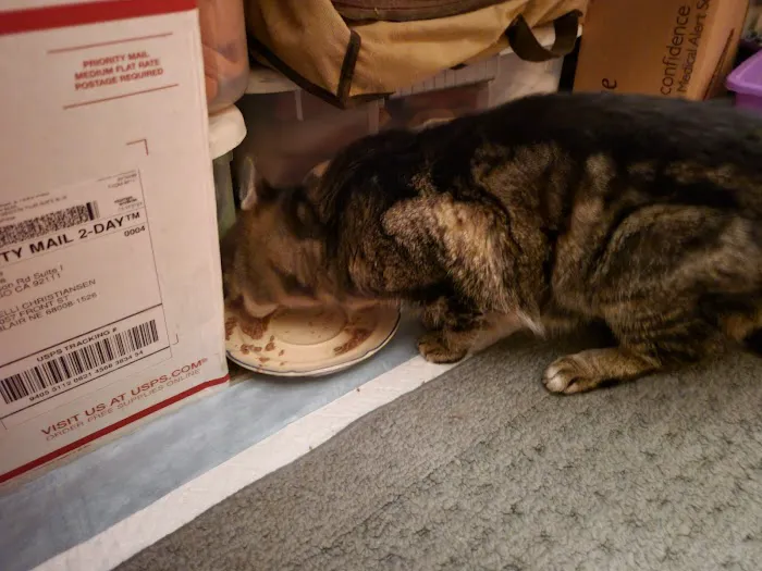 Thone Animal Hospital Picture 2