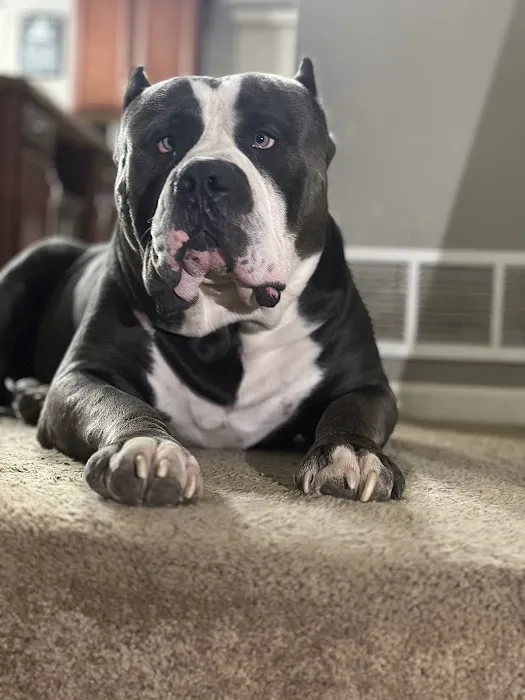 Thone Animal Hospital Picture 1