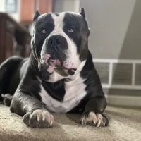 Thone Animal Hospital ico