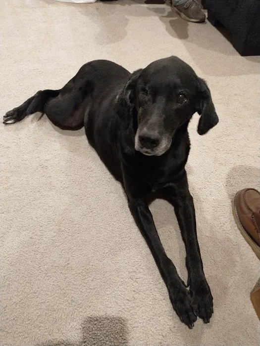 Thone Animal Hospital Picture 4