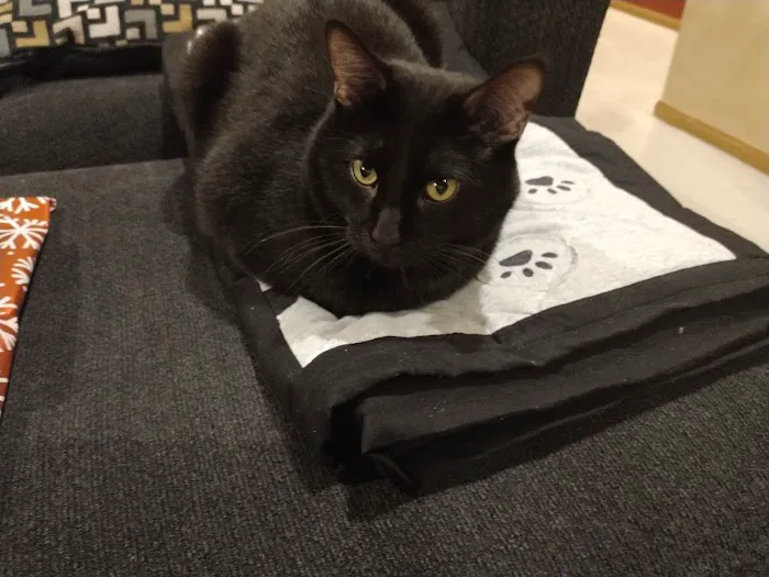 Thone Animal Hospital Picture 3