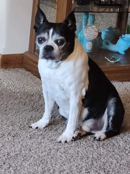 Thone Animal Hospital Picture 6