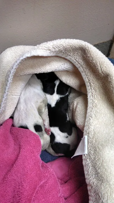 Thone Animal Hospital Picture 5