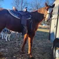 Nebraska Equine Veterinary Clinic ico