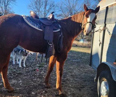 Nebraska Equine Veterinary Clinic