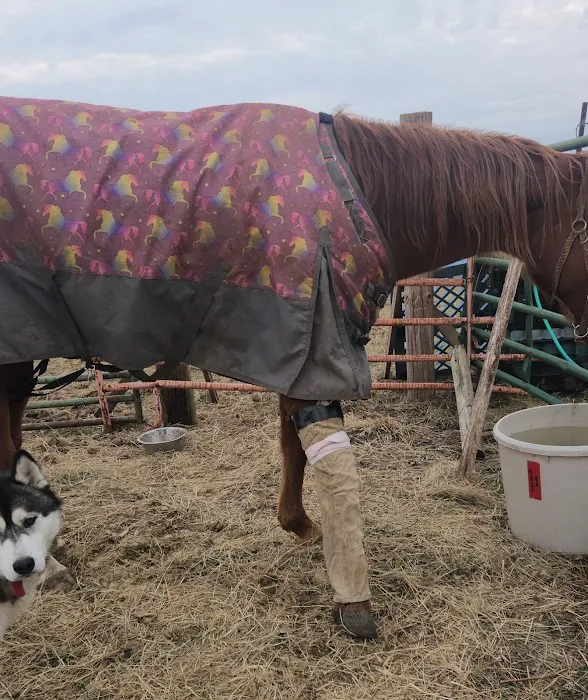Nebraska Equine Veterinary Clinic Picture 4