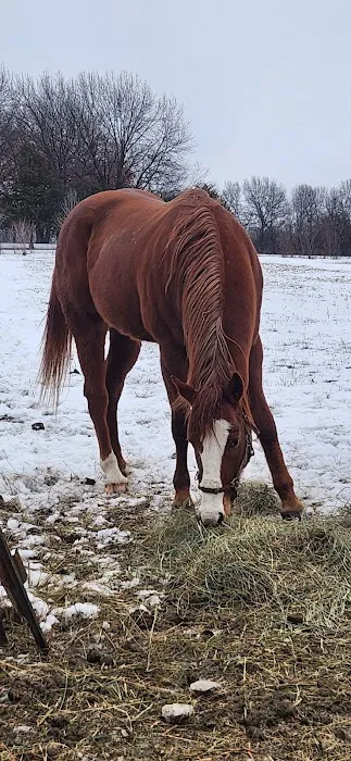 Nebraska Equine Veterinary Clinic Picture 5