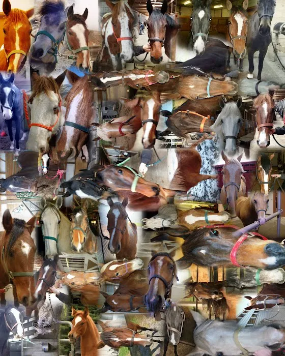 Nebraska Equine Veterinary Clinic Picture 8