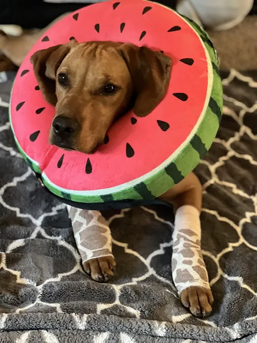 Good Samaritan Pet Doctor Picture 6