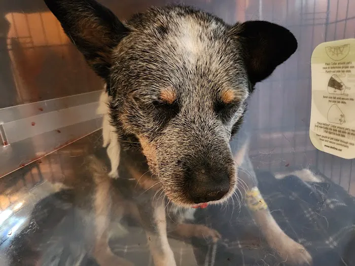 Good Samaritan Pet Doctor Picture 5