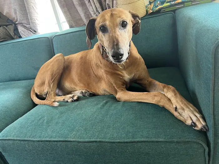 Good Samaritan Pet Doctor Picture 7