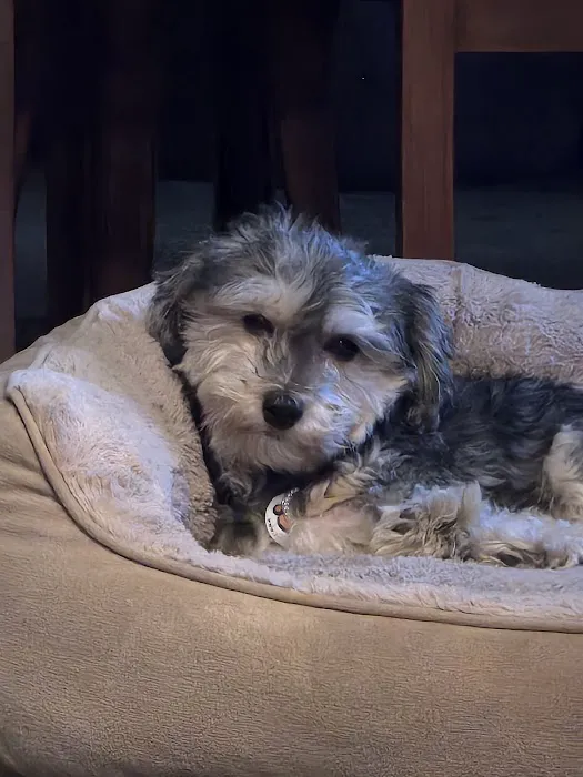 Good Samaritan Pet Doctor Picture 9