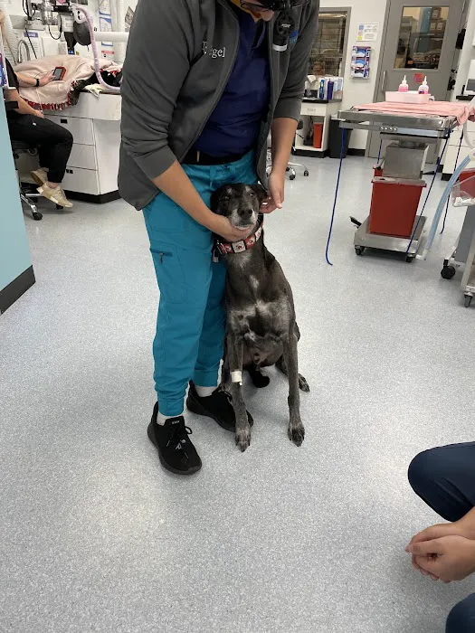 Good Samaritan Pet Doctor Picture 8