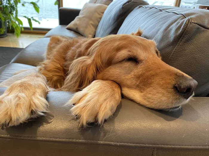 Bennington Animal Hospital Picture 1