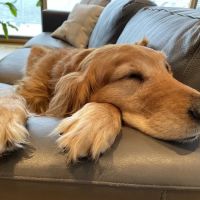 Bennington Animal Hospital ico