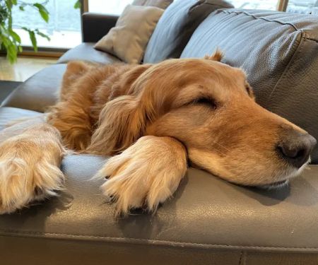 Bennington Animal Hospital