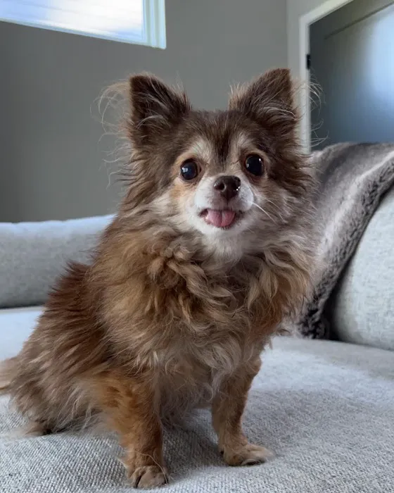 Bennington Animal Hospital Picture 4