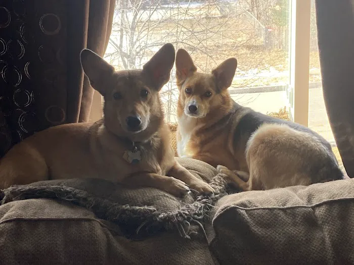 Bennington Animal Hospital Picture 3