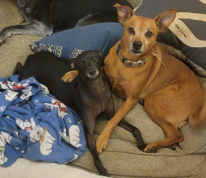 Bennington Animal Hospital Picture 6