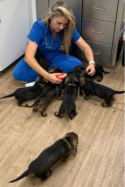 Bennington Animal Hospital Picture 8