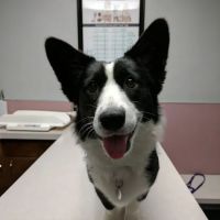 Northwest Animal Hospital ico