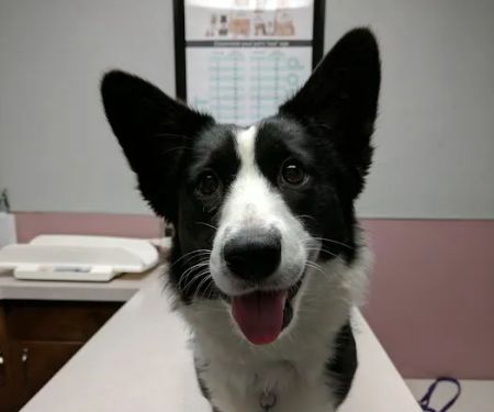 Northwest Animal Hospital