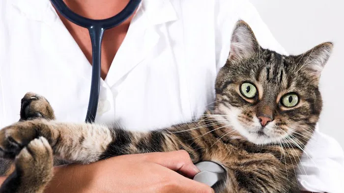 Northwest Animal Hospital Picture 3