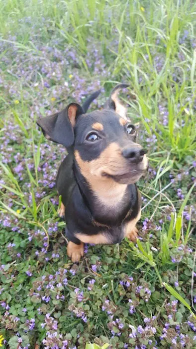 Northwest Animal Hospital Picture 7