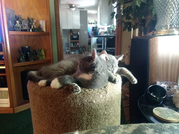 Northwest Animal Hospital Picture 8