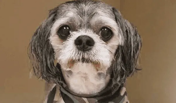 Northwest Animal Hospital Picture 6