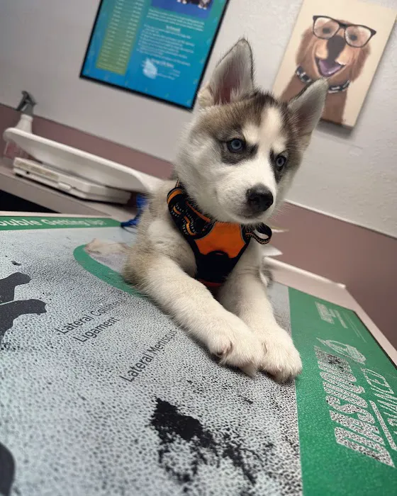 Northwest Animal Hospital Picture 5